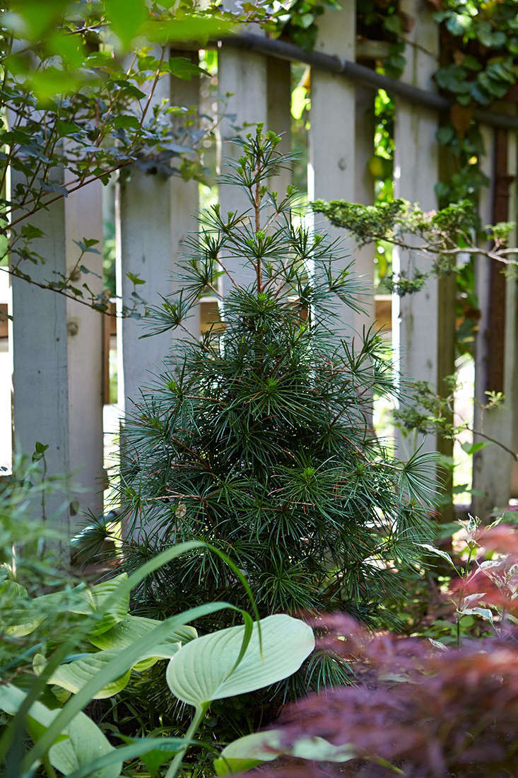 A Sciadopitys verticillata grows against the fence.